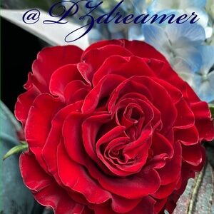 @Pz dreamer